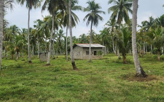 Coconut Land For Sale In Silapam