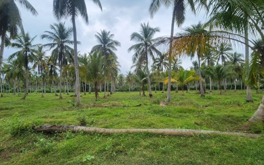 Coconut Land For Sale In Silapam