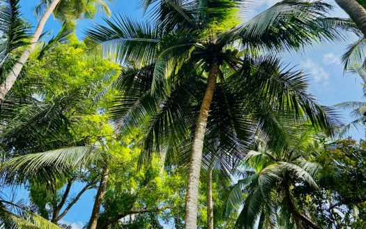 Land For Sale in Vannarpannai