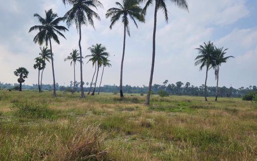 Land for sale in Allaippiddy.