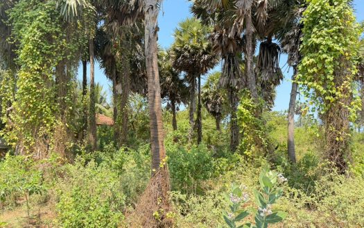 Exclusive Land Opportunity in Thellipalai