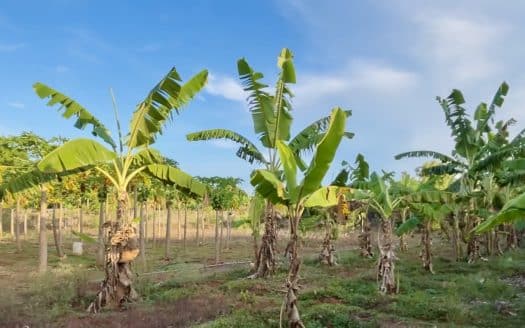 Land for sale in urelu