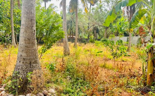 Land for sale in earlalai