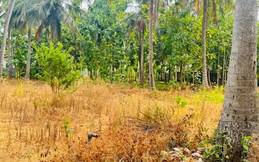 Land for sale in earlalai