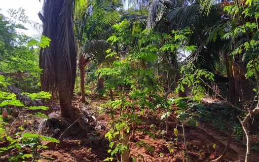 Land for Sale in Tellippalai