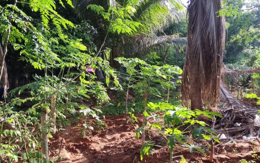 Land for Sale in Tellippalai